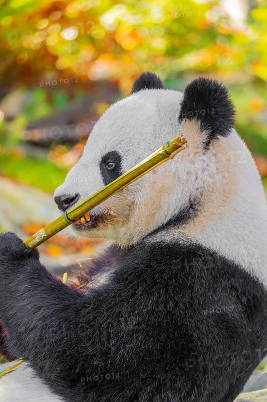 A Giant Panda, ailuropoda melanoleuca, leans against a rock and eats bamboo