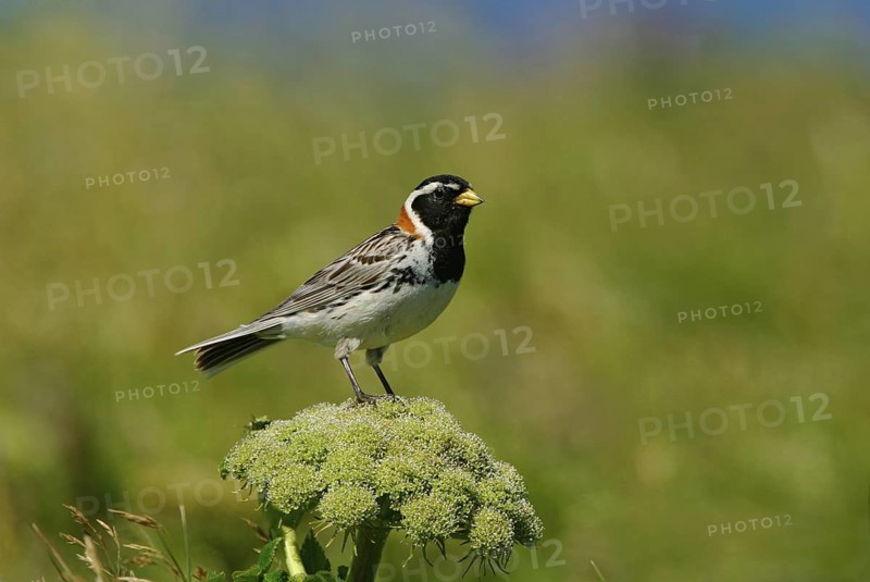 Lapland Longspur (Calcarius lapponicus), Alaska, USA