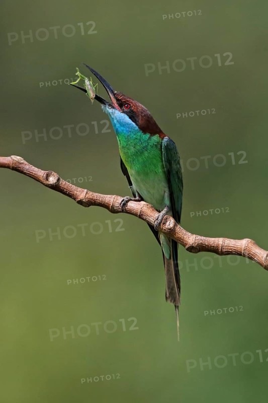 Blue-throated Bee-eater (Merops viridis) perched on a branch with insect prey, Malaysia
