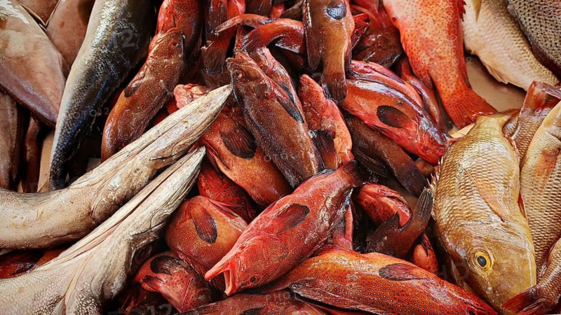 Close-up view, various fish in shades of red and brown placed close together at a market, Mindelo fish market, Sao Vicente, Cabo Verde, Cape Verde, Cape Verde