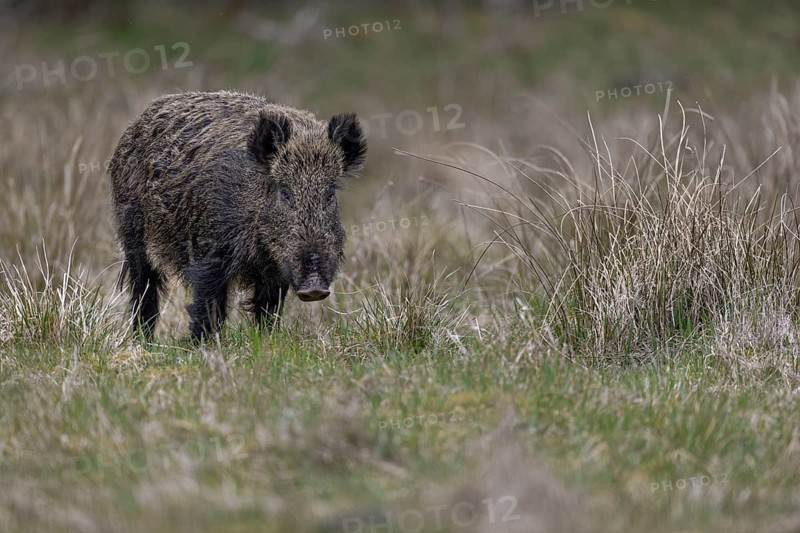 The wild boar (Sus scrofa) has visibly calmed down and looks relaxed, Denmark