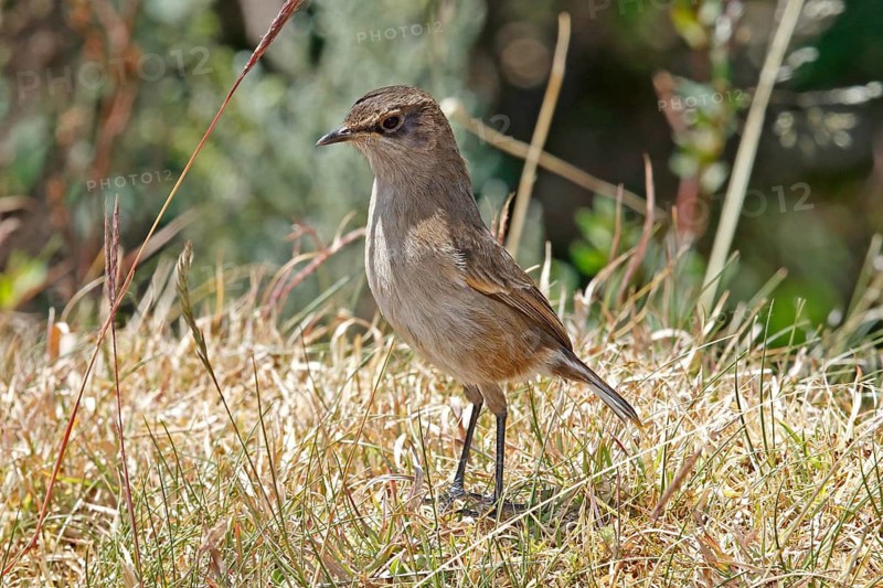 Moorland Chat (Pinarochroa sordida), Mount Aberdare, Kenya