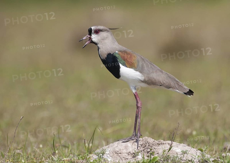 Southern Lapwing (Vanellus chilensis) calling, Corrientes, Argentina