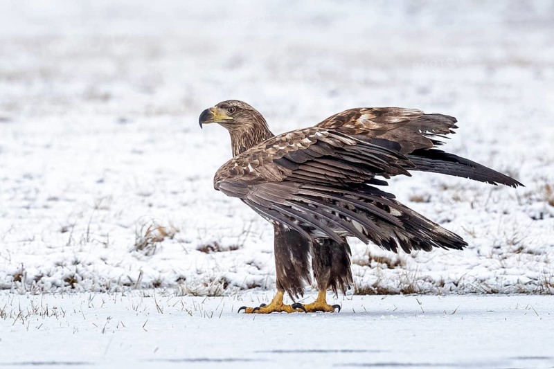 White-tailed Eagle (Haliaeetus albicilla) juvenile, Poland