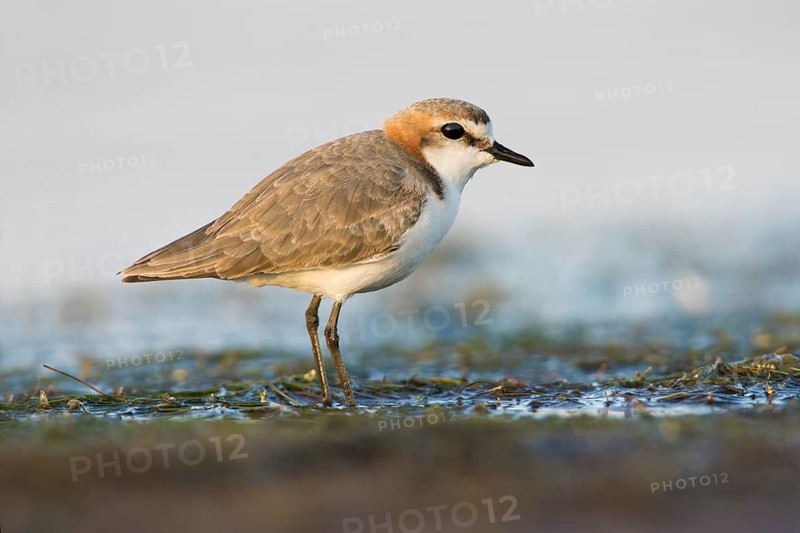 Red-capped Plover (Charadrius ruficapillus) female, Victoria, Australia