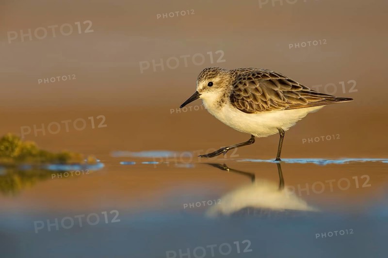 Little Stint (Calidris minuta), Fuerteventura, Spain