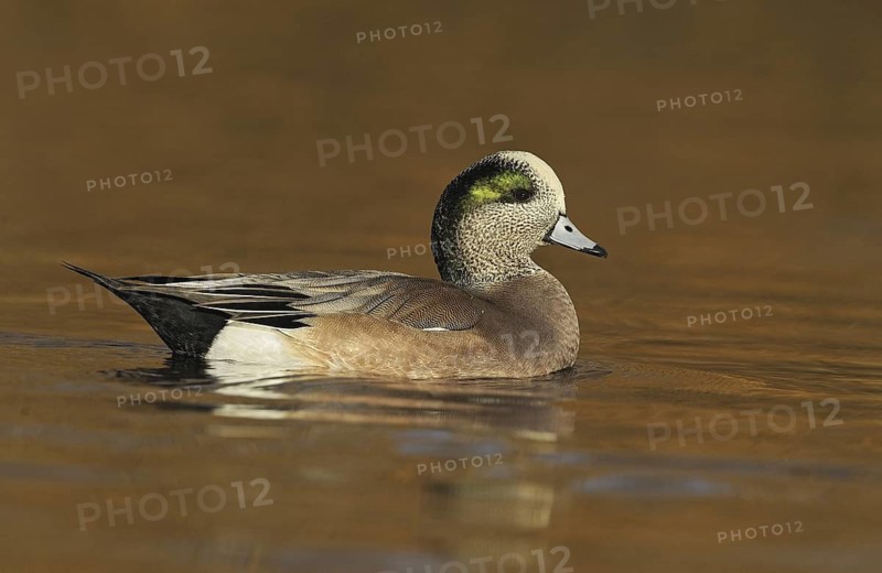American Wigeon (Mareca americana) male, British Columbia, Canada