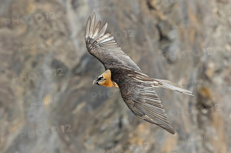 Bearded vulture, lammergeier, (Gypaetus barbatus), (Gypaetus barbatus meridionalis), flight photo, animals, birds, vulture, bird of prey, hawk-like family, mountain scenery, blue sky, free-view, Gemmi Pass, Valais, Switzerland
