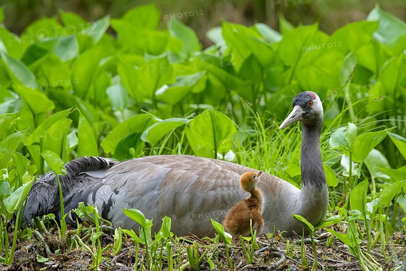 Crane (gurs grus) in nest with chicks, Feldberger Seenlandschaft, Mecklenburg-Vorpommern, Germany