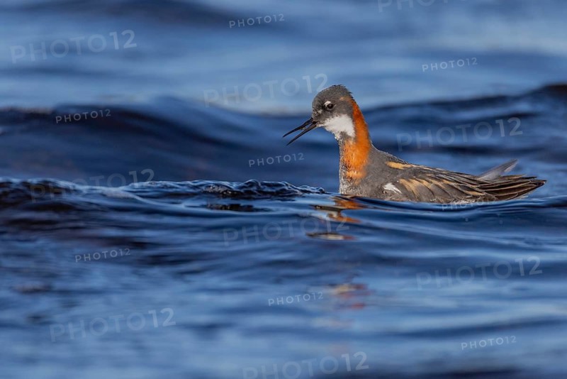 Odin's chicken (Phalaropus lobatus), in splendour, hunting insect larvae, Vadsö, Varangerfjord, Norway