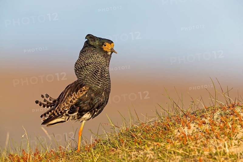 Ruff, (Philomachus pugnax), animals, birds, plumage during mating season, snipe bird, courtship, male, mating behaviour, mating season, Varanger, Finnmark, Norway