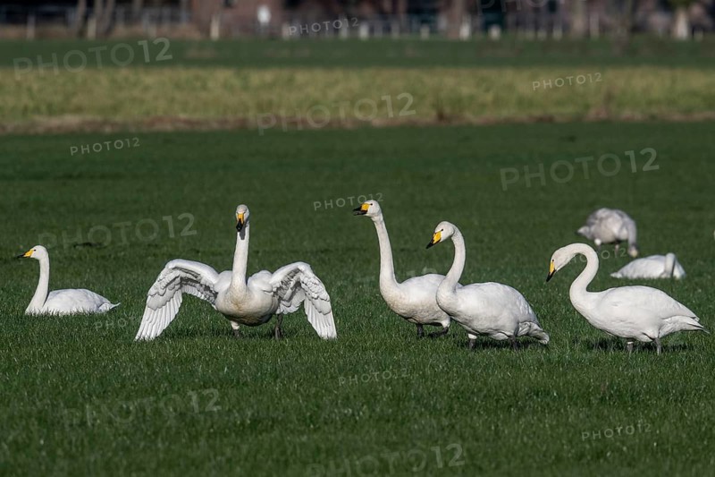 Whooper swans (Cygnus cygnus), Emsland, Lower Saxony, Germany