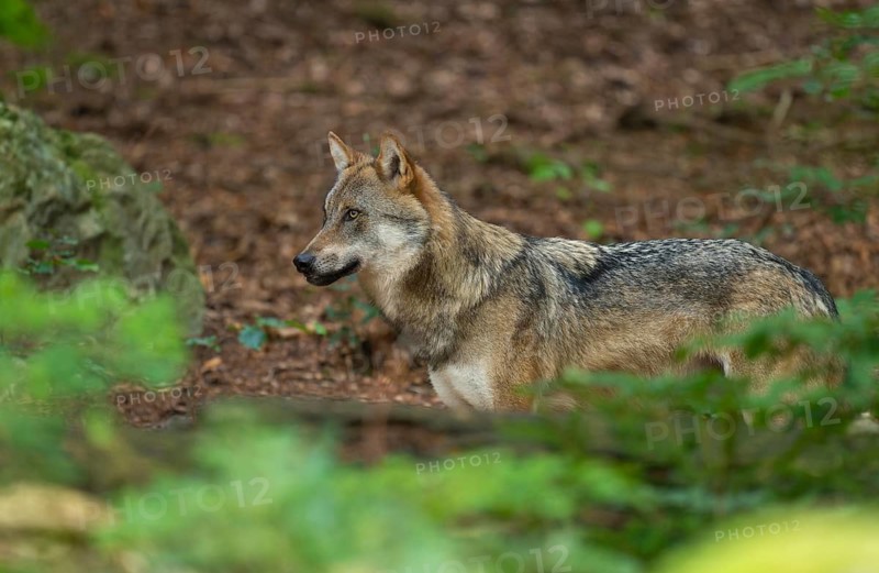 Wolf (Canis lupus) standing in the forest and looking attentively, captive, Bavarian Forest National Park, Bavaria, Germany