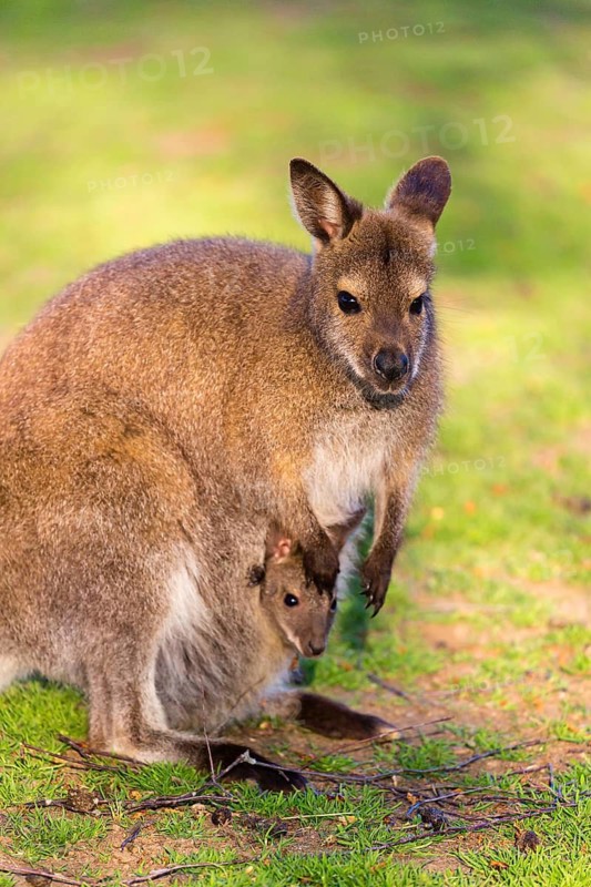Red-necked wallaby or Bennett's wallaby (Macropus rufogriseus) with cub in her pouch, sits on a green meadow