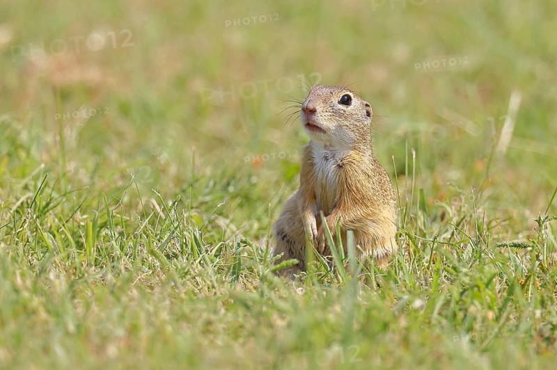 European ground squirrel (Spermophilus citellus) in a meadow, Burgenland Austria