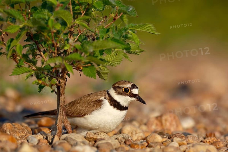 Little Ringed Plover (Charadrius dubius) on nest, Saxony-Anhalt, Germany