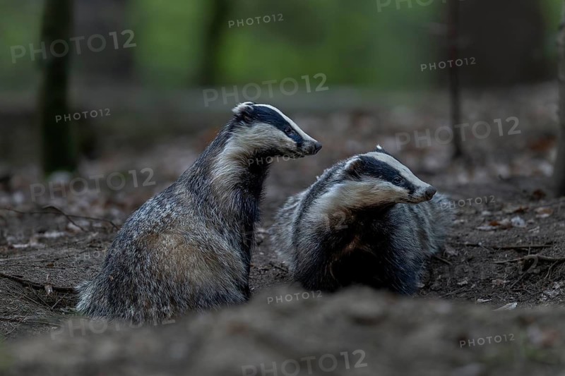 A pair of badgers (Meles meles) grooming each other at the roof castle, fun, joie de vivre, togetherness, nocturnal, Germany