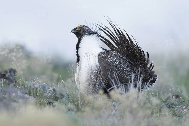 Sage Grouse (Centrocercus urophasianus) male mating, Idaho, USA