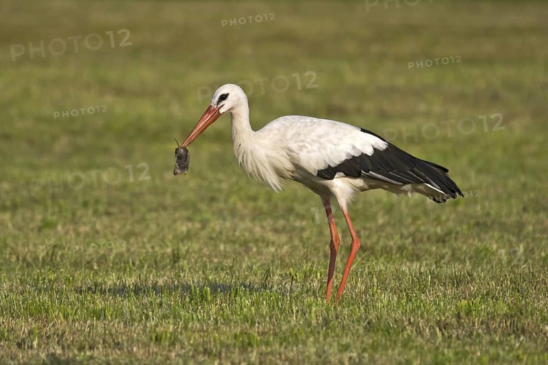 White Stork (Ciconia ciconia) eating a mouse, Bavaria, Germany