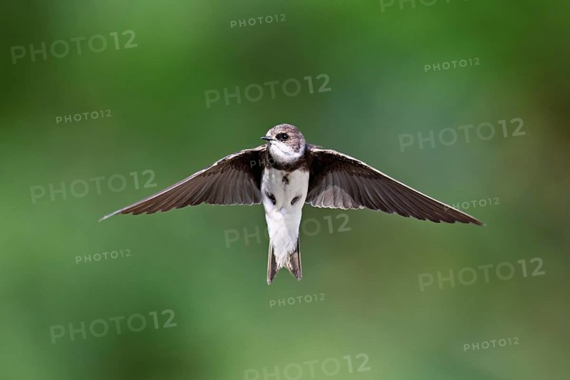 Sand martin (Riparia riparia), in flight, Reussegg nature reserve, Canton Aargau, Switzerland