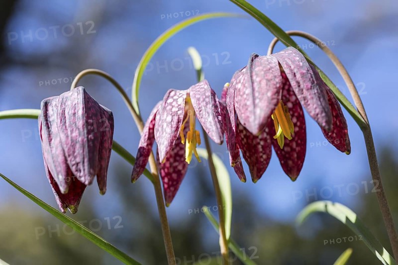 Snake's Head Fritillary (Fritillaria meleagris) in bloom, Dresden, Saxony, Germany