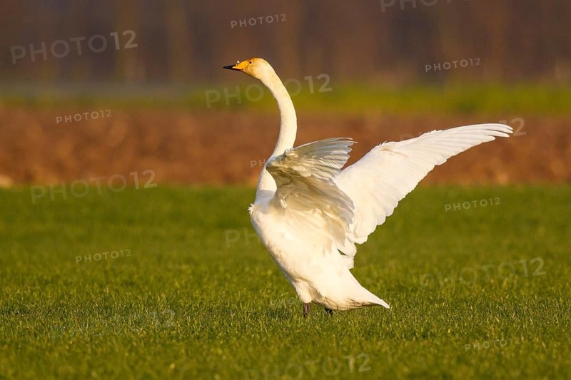 Whooper Swan (Cygnus cygnus) flapping wings, North Rhine-Westphalia, Germany