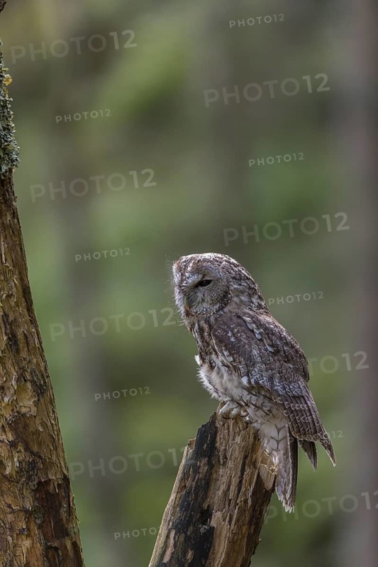 One tawny owl or brown owl (Strix aluco) sitting on a dead tree in the bavarian forest. Green vegetation around