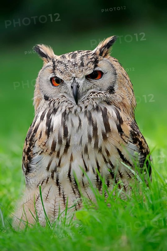 Bengal Eagle Owl (Bubo bengalensis) (Bubo bubo bengalensis), captive, occurring in Asia