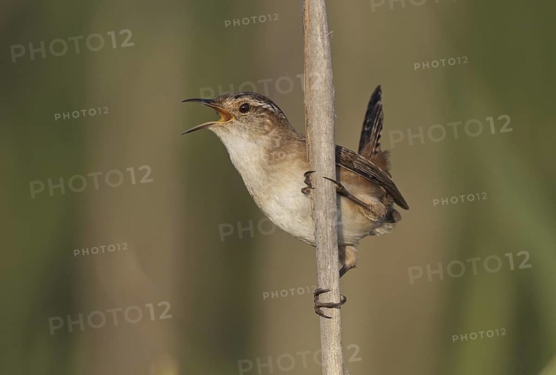 Marsh Wren (Cistothorus palustris) singing, Ohio, USA