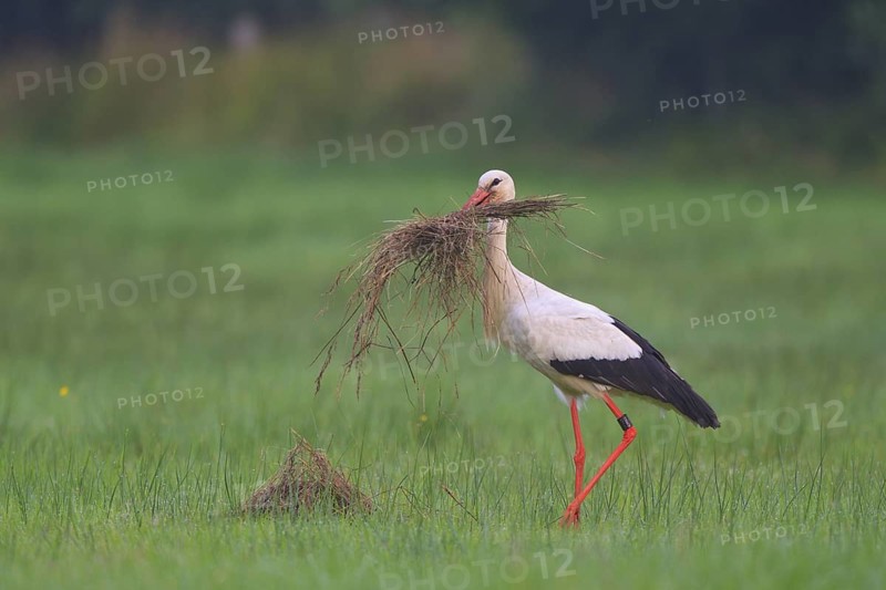 White Stork (Ciconia ciconia) male, North Rhine-Westphalia, Germany