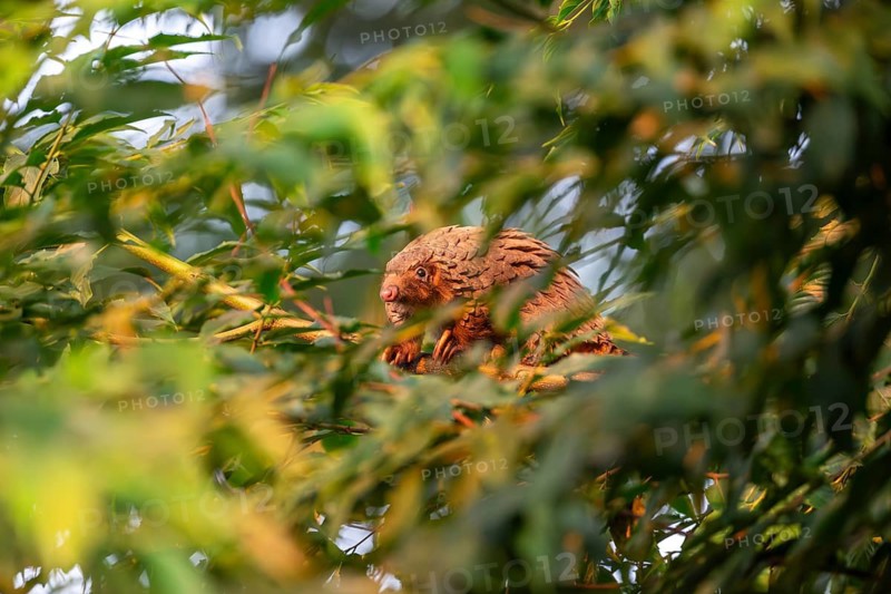 Pangolin climbing a tree, white-bellied pangolin (Phataginus tricuspis, Manis tricuspis), Western Region, Pangolin Rescue Center, Uganda