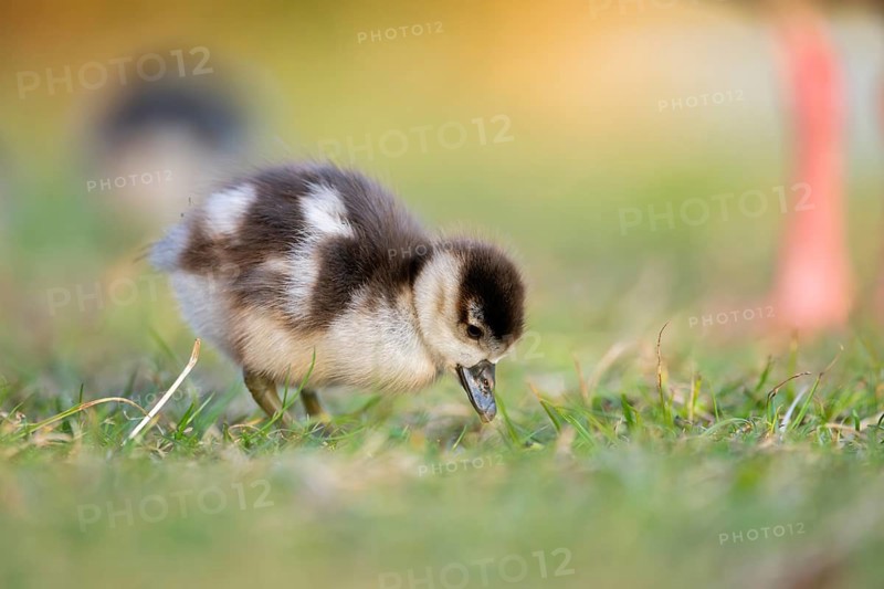 Egyptian goose (Alopochen aegyptiaca) cute chick on a meadow at the shore of a lake, Bavaria, Germany