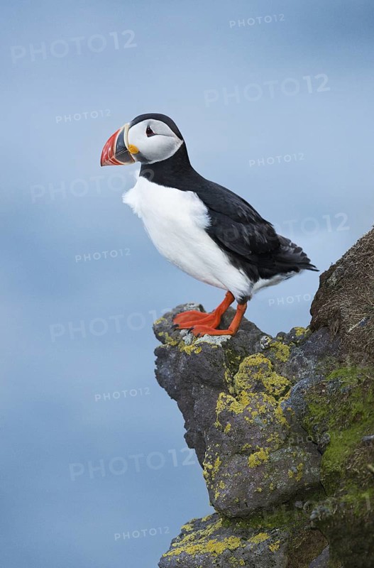 Atlantic Puffin (Fratercula arctica) on cliff, Iceland