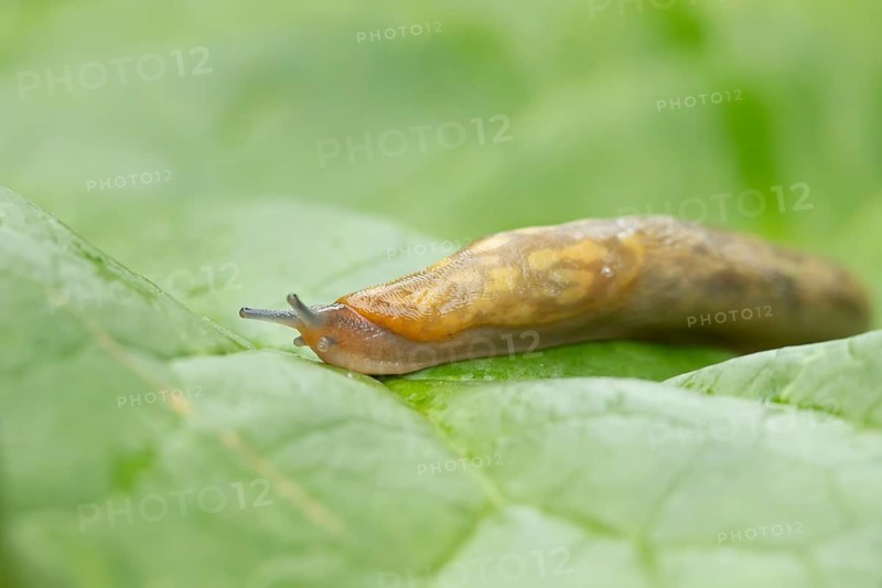 Leopard slug (Limax maximus) adult gastropod molluscs on a garden vegetable plant leaf in summer, England, United Kingdom