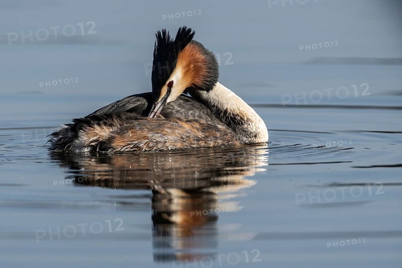 Great Crested Grebe (Podiceps cristatus), Emsland, Lower Saxony, Germany