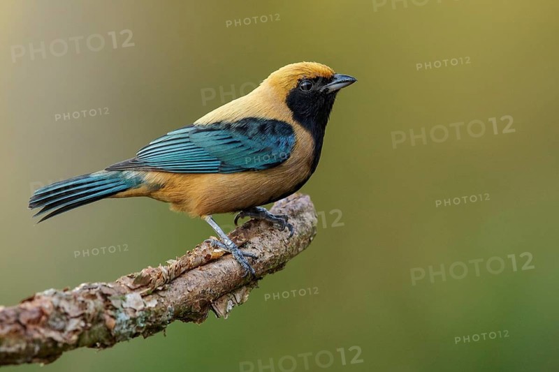 Burnished-buff Tanager (Tangara cayana) perched on a branch in the Atlantic Rainforest Region of Brazil