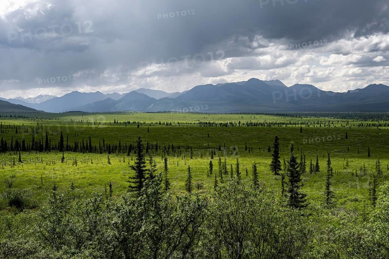 Taiga and tundra, mountain landscape of the Alaska Range with dramatic cloudy sky, Denali National Park, Alaska, USA