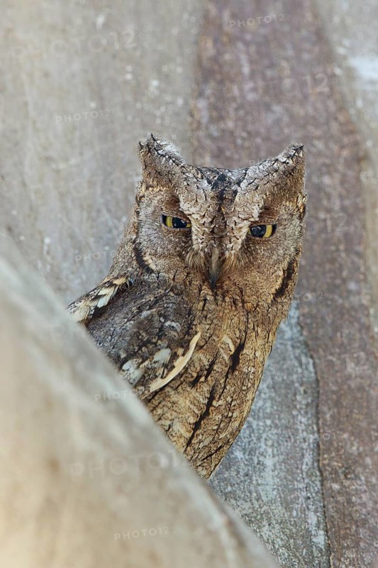 Eurasian Scops Owl (Otus scops), Lesvos, Greece