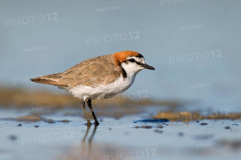 Red-capped Plover (Charadrius ruficapillus) male, Victoria, Australia