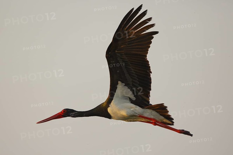 Black Stork (Ciconia nigra) flying, Greece