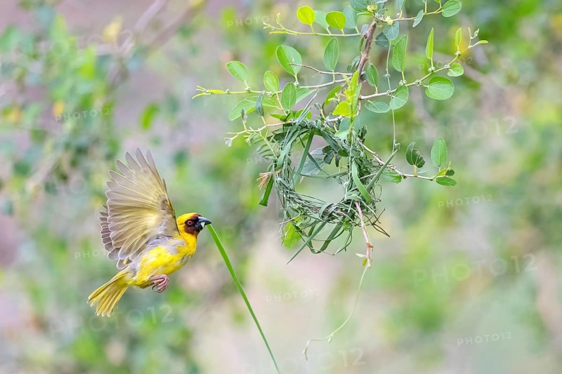 Ruppell's Weaver, Rueppell's Weaver, (Ploceus galbula), weaver bird building a nest, weaver birds, Ayn Razat, Salalah, Dhofar, Oman