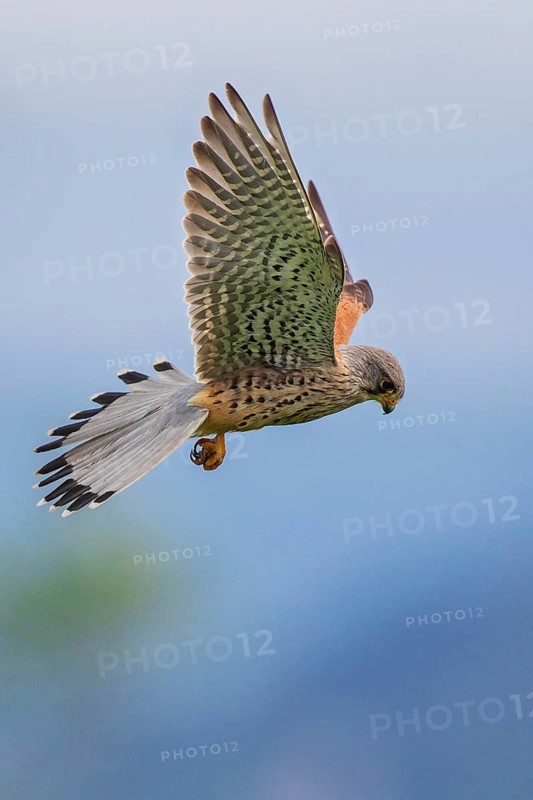 Common Kestrel (Falco tinnunculus) male flying, Baden-Wuerttemberg, Germany