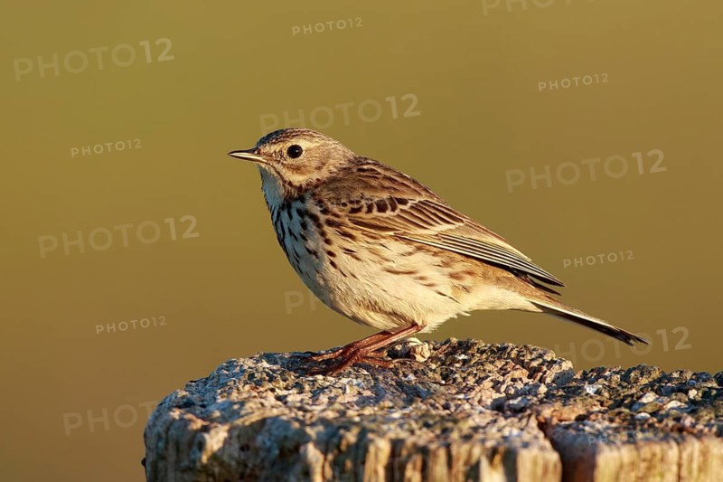 Meadow Pipit (Anthus pratensis) perched on pale, North Rhine-Westphalia, Germany