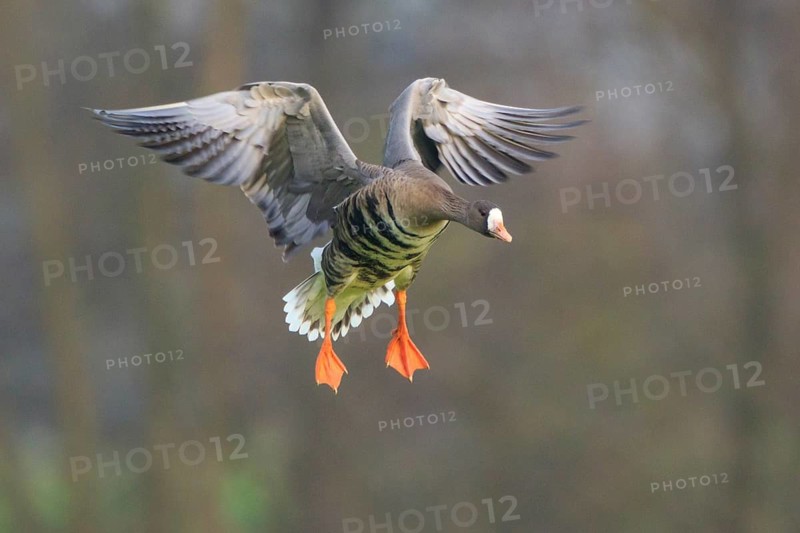 Greater White-fronted Goose (Anser albifrons) flying, North Rhine-Westphalia, Germany