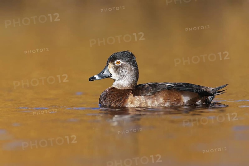 Ring-necked Duck (Aythya collaris) female, British Columbia, Canada