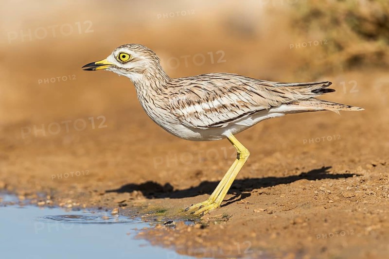 Eurasian Stone-curlew (Burhinus oedicnemus), Negev, Israel