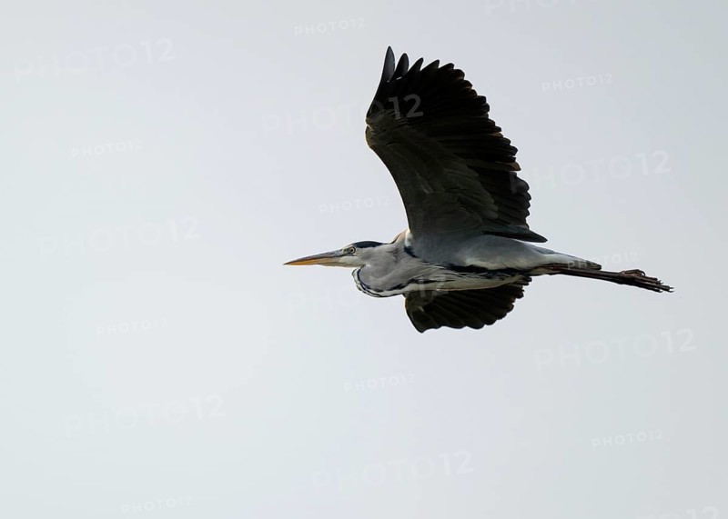 Grey heron (Ardea cinerea) in flight, Lower Saxony, Germany