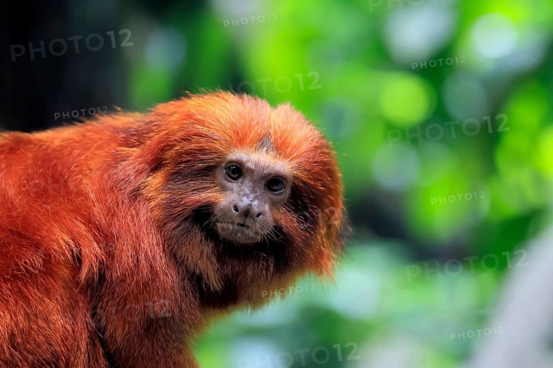 Golden lion tamarin (Leontopithecus rosalia), adult, on tree, alert, Brazil, South America