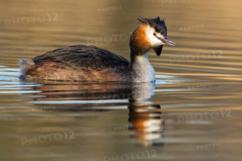 A great crested grebe swimming in the water, (Podiceps Scalloped ribbonfish), animals, birds, waterfowl, grebe family, side view, NSG Wagbachniederung, Waghäusel, Baden-Würrttemberg, Federal Republic of Germany
