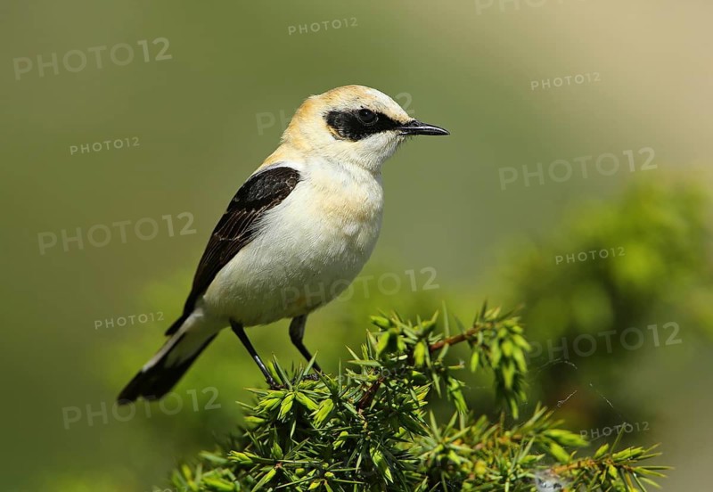 Black-eared Wheatear (Oenanthe hispanica) male perched on a branch, French Riviera, France